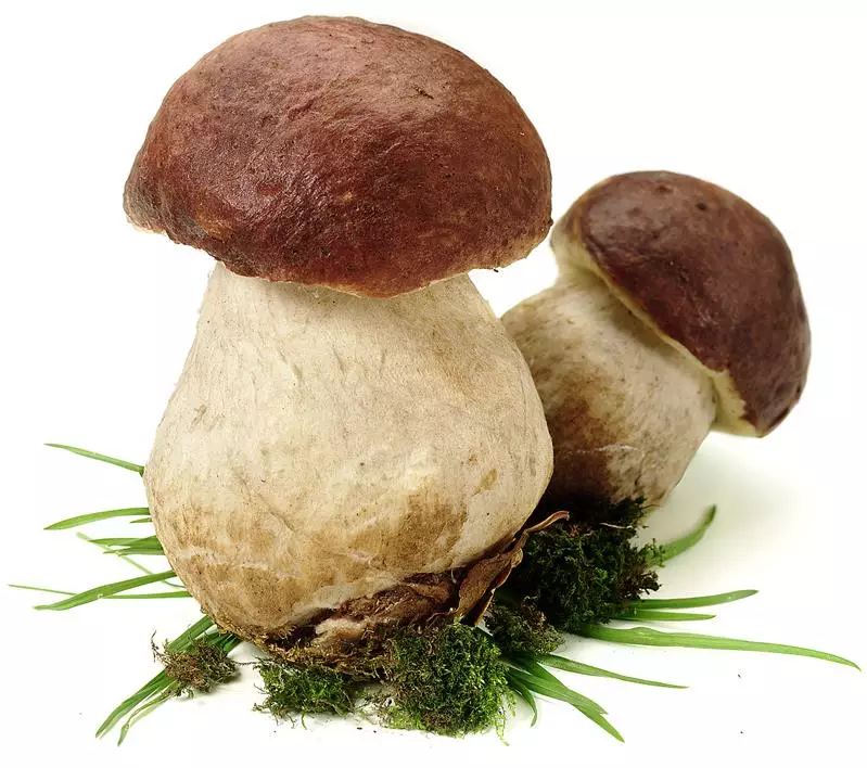 disciplina raccolta funghi