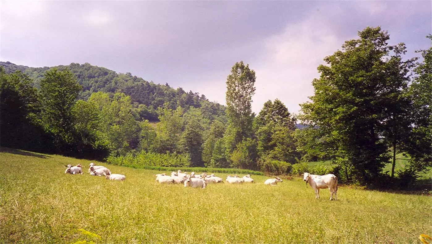 Comune di Perlo